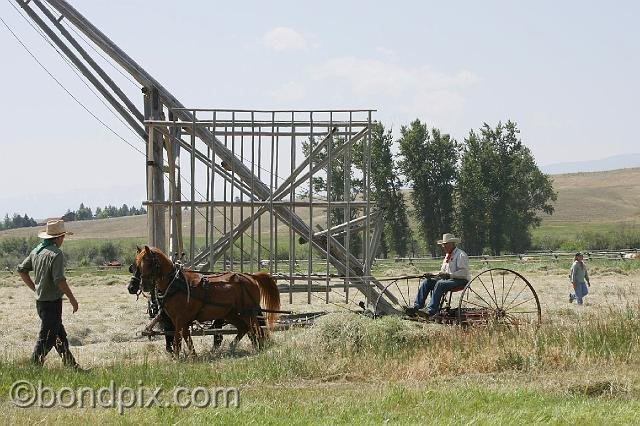 0843.jpg - Haying the old fashioned way, with horse drawn equipment and a beaverslide stacker