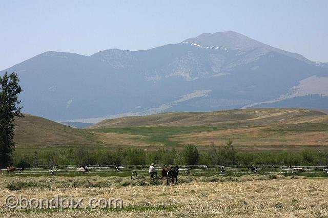 0851.jpg - Horse drawn haying in Montana, with Mount Powell in the background
