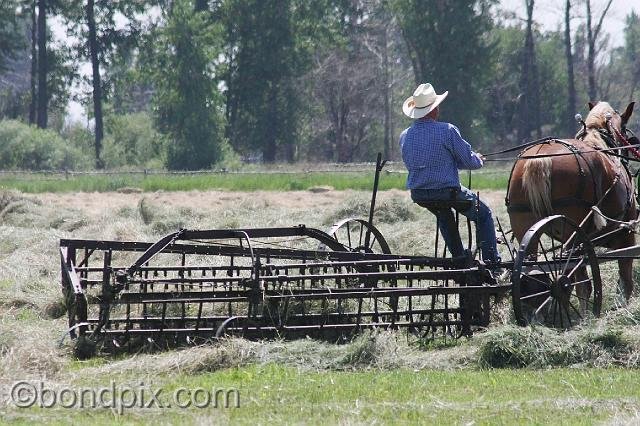 0867.jpg - Turning the hay in Montana