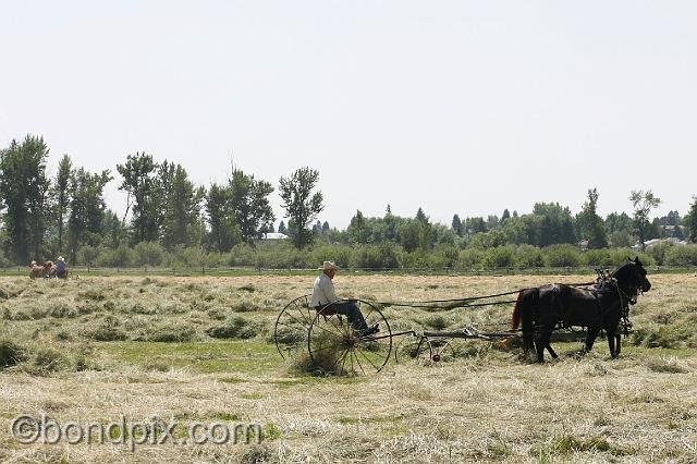 0872.jpg - Horse drawn haying at Grant-Kohrs