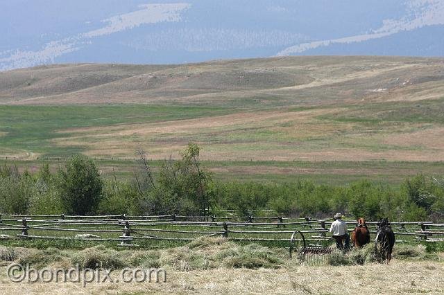 0875.jpg - Horse drawn haying in Montana