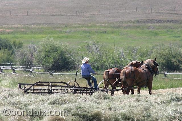0876.jpg - Horse drawn haying in Montana