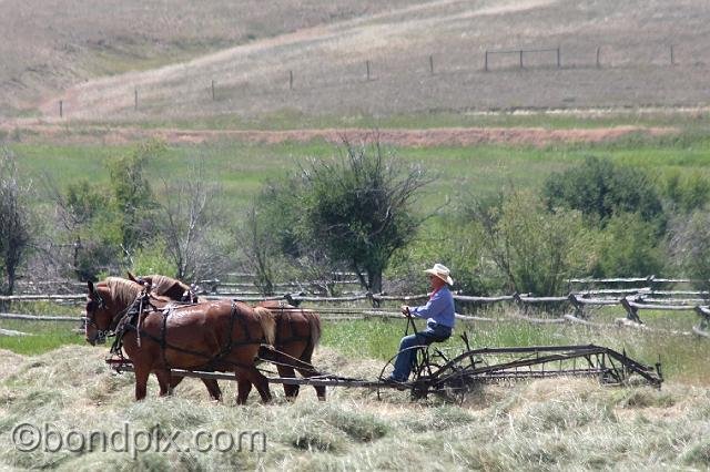 0878.jpg - Old fashioned horse drawn haying in Montana