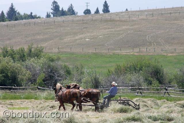 0880.jpg - Horse drawn haying in Montana