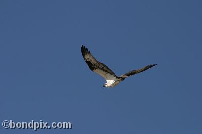 An osprey flying over Warm Springs Ponds, Montana