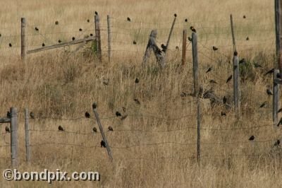 Large flock of black birds on a fence