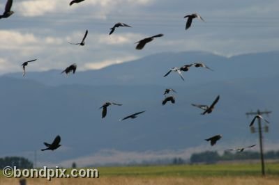 Large flock of black birds take flight