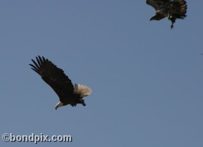 Bald Eagles flying in Montana
