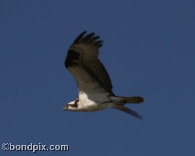 Osprey in flight over Montana