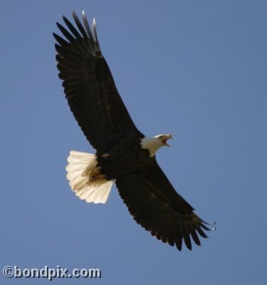 Bald Eagle in the skies over Montana