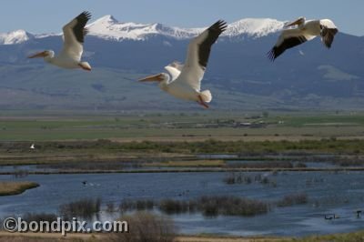 Pelican fly past Warm Springs ponds in Montana