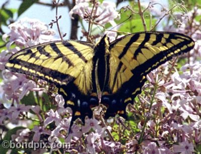 Swallowtail Butterfly on a Lilac bush