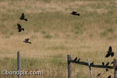 Large flock of black birds on a fence