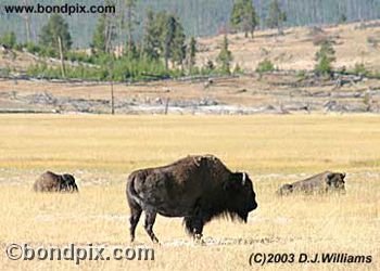 Buffalo, or Bison