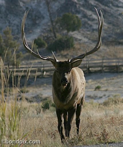 An elk in Yellowstone Park
