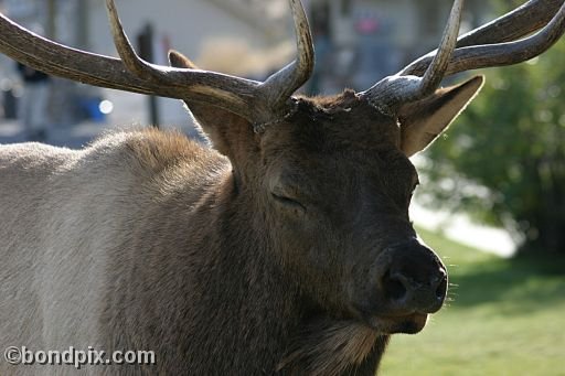 An elk in Yellowstone Park