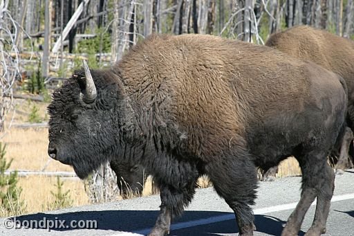 Buffalo, or Bison, in Yellowstone Park