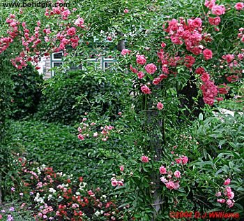 The beautiful Butchart Gardens in Victoria, BC