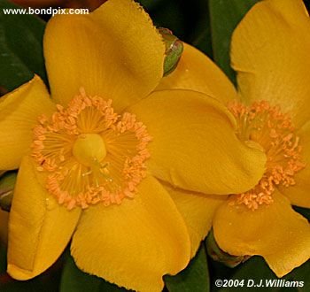 The beautiful flowers and blooms at the Butchart Gardens in Victoria, BC