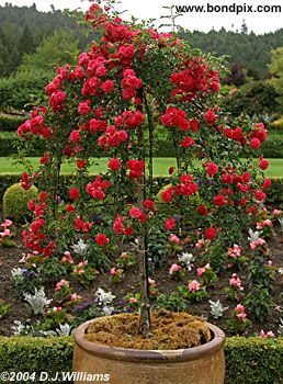 The beautiful flowers and blooms at the Butchart Gardens in Victoria, BC