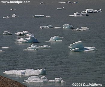 Icebergs from the Mendenhall Glacier, near Juneau Alaska