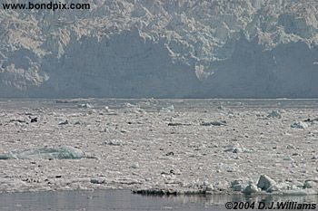 Ice flows and icebergs from the glaciers in Yakutat bay, Alaska