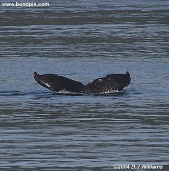 Humpback whale