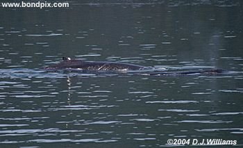 Humpback whale