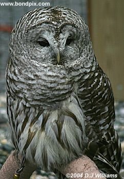 Owl