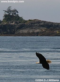 Bald Eagle