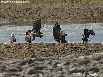 Bald Eagle