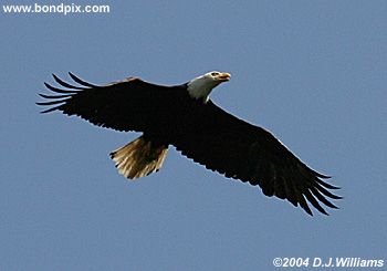 Bald Eagle