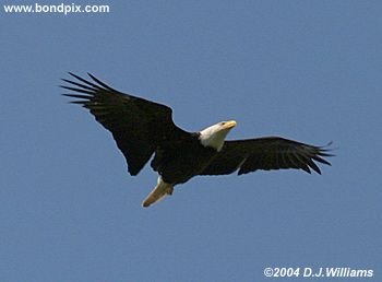 Bald Eagle