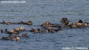 Sea Otter