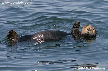 Sea Otter