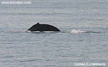 Humpback Whale