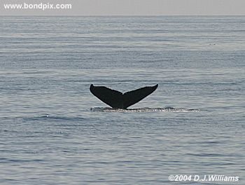 Humpback Whale