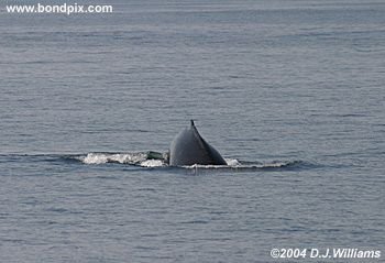 Humpback Whale