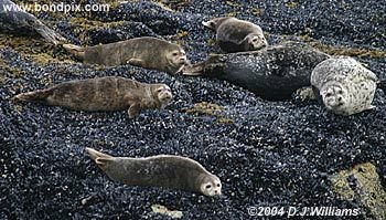 Seals