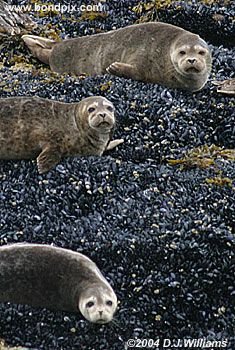 Seals