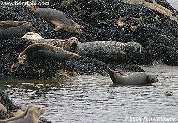 Seals