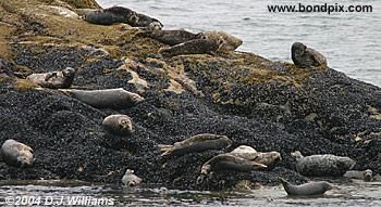 Seals