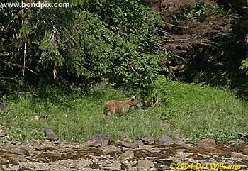 Brown Bear