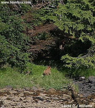 Brown Bear