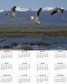 Pelicans over Warm Springs Ponds Montana calendar