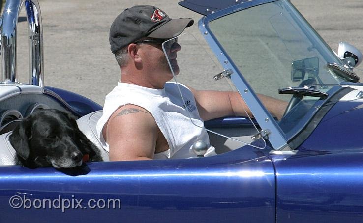 Deer-Lodge-Parade_14726.jpg - A dog enjoys the ride along along Main Street during the Territorial Days Parade in Deer Lodge Montana, June 14th 2008