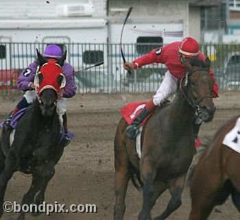 Horse Racing at the Western Montana Fair in Missoula, Montana