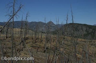 Yellowstone Park