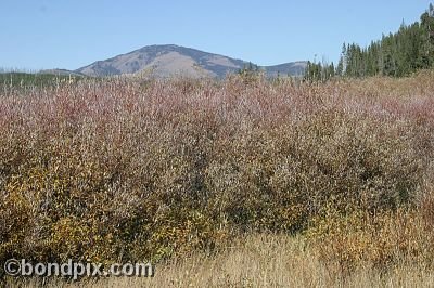 Yellowstone Park