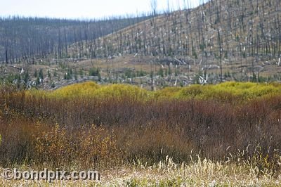 Yellowstone Park